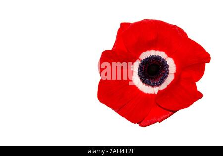 FLEURS D'ANEMON ROUGES, anemone coronaria Banque D'Images