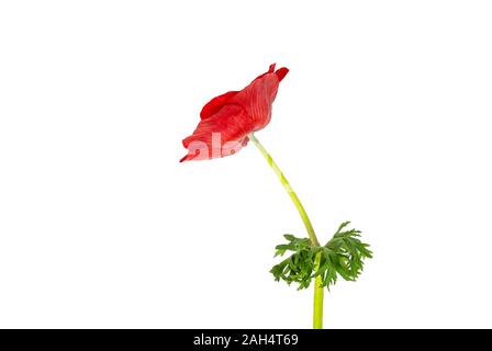 FLEURS D'ANEMON ROUGES, anemone coronaria Banque D'Images