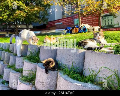 Des logements pour les chats sans-abri à Istanbul, Turquie, le 27 octobre 2019. Rue folles des chats d'un repos dans la ville sur une journée ensoleillée Banque D'Images