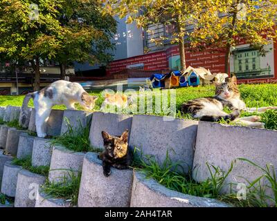 Des logements pour les chats sans-abri à Istanbul, Turquie, le 27 octobre 2019. Rue folles des chats d'un repos dans la ville sur une journée ensoleillée Banque D'Images