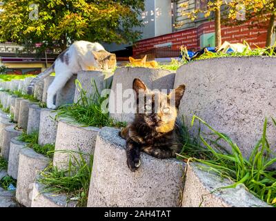 Des logements pour les chats sans-abri à Istanbul, Turquie, le 27 octobre 2019. Rue folles des chats d'un repos dans la ville sur une journée ensoleillée Banque D'Images