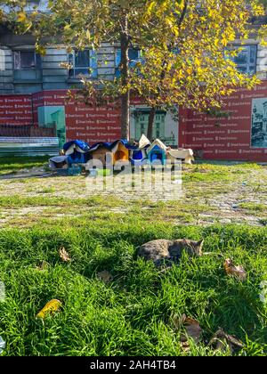 Des logements pour les chats sans-abri à Istanbul, Turquie, le 27 octobre 2019. Rue folles des chats d'un repos dans la ville sur une journée ensoleillée Banque D'Images