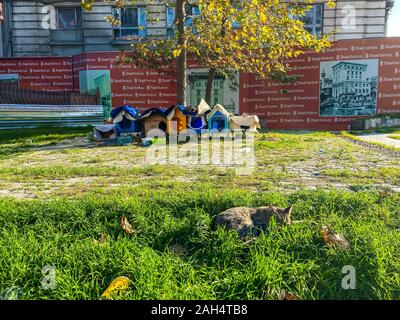 Des logements pour les chats sans-abri à Istanbul, Turquie, le 27 octobre 2019. Rue folles des chats d'un repos dans la ville sur une journée ensoleillée Banque D'Images