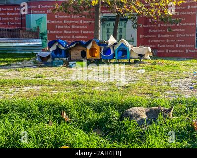 Des logements pour les chats sans-abri à Istanbul, Turquie, le 27 octobre 2019. Rue folles des chats d'un repos dans la ville sur une journée ensoleillée Banque D'Images