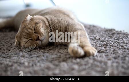 Rêve parfait chat gingembre couchage chat mignon petit chat Banque D'Images