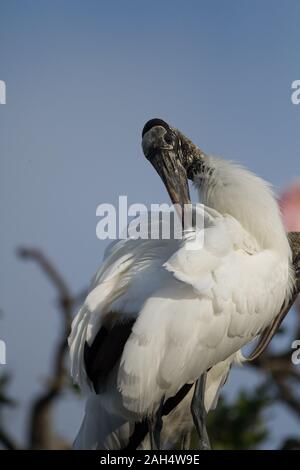 Un vilain American Wood Stork au lissage en fin d'après-midi la lumière. Banque D'Images