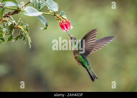 Great Sapphirewing Pterophanes cyanopterus Réserve Yanacocha, Equateur 9 décembre 2019 Femme adulte Trochilidae Banque D'Images