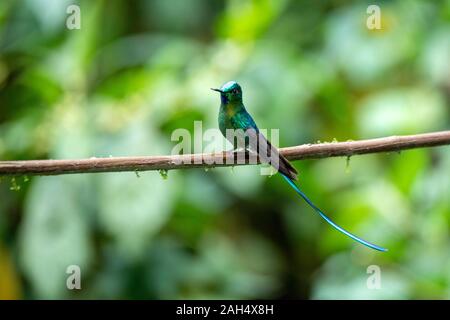 Long-tailed Sylph Aglaiocercus kingii Guango Lodge, Équateur 10 décembre 2019 Homme adulte Trochilidae Banque D'Images