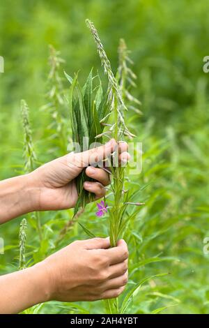 Collecte de feuilles mains willow-herb (Ivan-plateau) sur le pré Banque D'Images