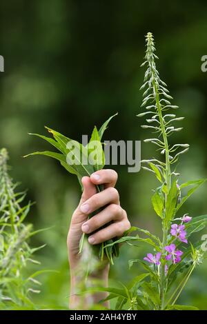 Mains avec des feuilles de willow-herb (Ivan-plateau) au cours de la cueillette, closeup Banque D'Images