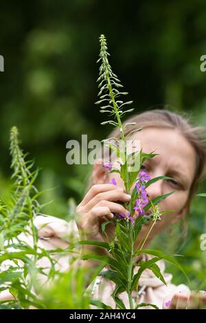 La collecte de feuilles et fleurs femme de willow-herb (Ivan-plateau) sur le pré Banque D'Images