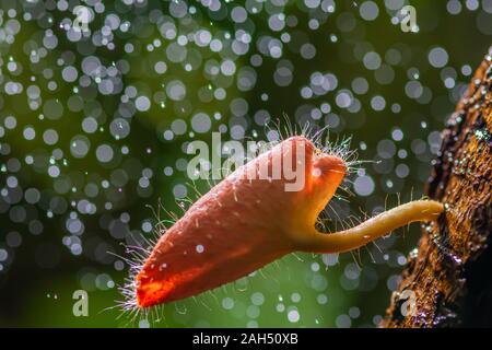 Beaux champignons poilu orange avec de l'eau gouttes bokeh background sur tronc d'arbre pourri en forêt. Banque D'Images