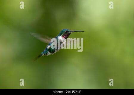 White-bellied Woodstar mulsant Chaetocercus Guango Lodge, Équateur 10 décembre 2019 Homme adulte Trochilidae Banque D'Images