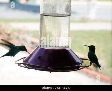 Deux Colibris Anna's Profile du convoyeur au Banque D'Images