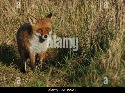 Un magnifique sauvage chasse le renard roux, Vulpes vulpes, debout dans l'herbe longue. Banque D'Images
