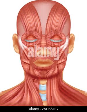 Illustration de muscle tête humaine Illustration de Vecteur