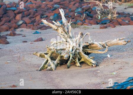 Une grande coupe racines fossilisées abandonnés tronc découvrez en pierres plage en été. Prévenir la déforestation arbres - sauver la planète terre enviro Banque D'Images