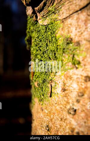 Xanthoria parietina Lichen foliacé, un organisme composite qui se pose à partir d'algues ou cyanobactéries vivent parmi les filaments de champignons multiples Banque D'Images