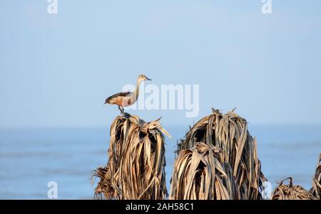 Indien moindre (Dendrocygna javanica) un arbre d'oiseaux d'eau des milieux humides nidification avec brown long cou gris foncé bill jambes repéré assis sur dry Banque D'Images