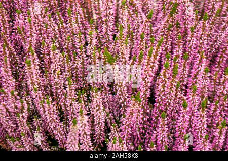 Fleurs de bruyère. Fond naturel lumineux close up Banque D'Images