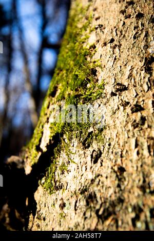 Xanthoria parietina Lichen foliacé, un organisme composite qui se pose à partir d'algues ou cyanobactéries vivent parmi les filaments de champignons multiples Banque D'Images