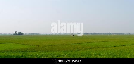 Horizon sur domaine agricole et green spring meadow. Countryside farmland avec du riz paddy. Verdure avec l'agriculture vivrière. Village rural Indi Banque D'Images