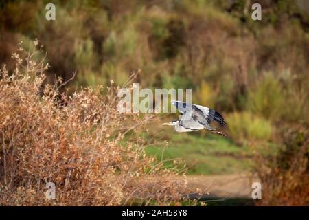 Héron cendré (Ardea cinerea) photographié en vol. Banque D'Images