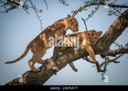 Lion cub monte passé un autre dans l'arbre Banque D'Images