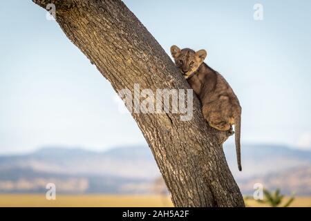 Lion cub griffes tronc de l'arbre à la bas Banque D'Images