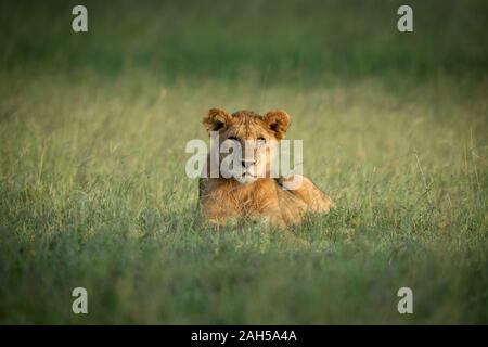 Lion cub se trouve dans l'herbe face à huis clos Banque D'Images