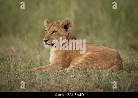 Lion cub se trouve dans l'herbe face vers la gauche Banque D'Images