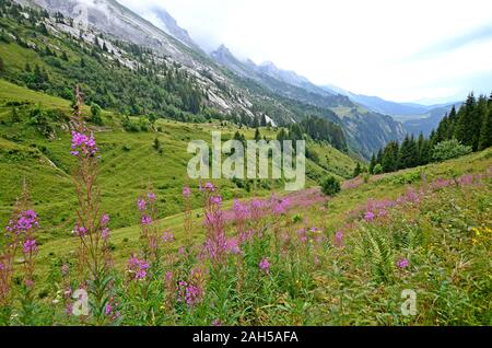 Magnifique paysage de montagne avec des fleurs sauvages à l'avant-garde dans les Alpes. Randonnée sur l'Oulettaz Annes et laissez-passer Banque D'Images