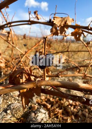 Les raisins sont accrochées sur les branches sèches d'un vignoble contre un ciel bleu. Journée ensoleillée. La Turquie. De l'automne. Banque D'Images