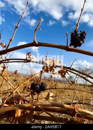 Les raisins sont accrochées sur les branches sèches d'un vignoble contre un ciel bleu. Journée ensoleillée. La Turquie. De l'automne. Banque D'Images