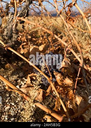 Les raisins sont accrochées sur les branches sèches d'un vignoble contre un ciel bleu. Journée ensoleillée. La Turquie. De l'automne. Banque D'Images