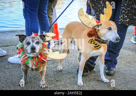 Hyde Park, Londres, le 25 mai 2019. Les chiens de Noël dans leurs costumes. 'Lucky' le renne borgne-dog et son ami profiter de leur matinée à la course de natation. Le jour de Noël traditionnel natation course pour le 'Peter Pan Cup' est tenue au Club de natation de la Serpentine dans Hyde Park. La course a lieu tous les ans depuis 1864. Credit : Imageplotter/Alamy Live News Banque D'Images