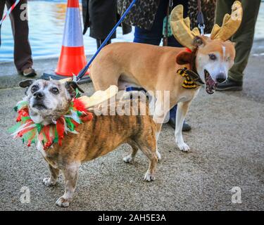 Hyde Park, Londres, le 25 mai 2019. Les chiens de Noël dans leurs costumes. 'Lucky' le renne borgne-dog et son ami profiter de leur matinée à la course de natation. Le jour de Noël traditionnel natation course pour le 'Peter Pan Cup' est tenue au Club de natation de la Serpentine dans Hyde Park. La course a lieu tous les ans depuis 1864. Credit : Imageplotter/Alamy Live News Banque D'Images