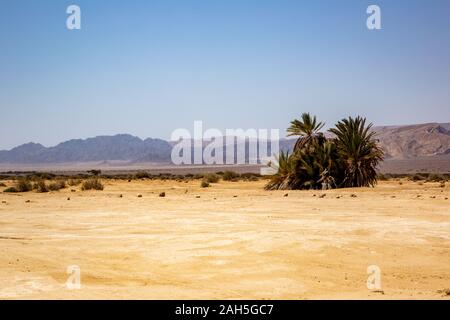 Palmier au paysage du parc Timna, Arava, Israël Banque D'Images