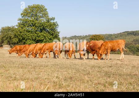 Troupeau de bovins Limousin brun rouge avec Bull et vaches debout dans une ligne de minéraux de l'alimentation et les compléments alimentaires hors de l'herbe sèche pendant une sécheresse Banque D'Images