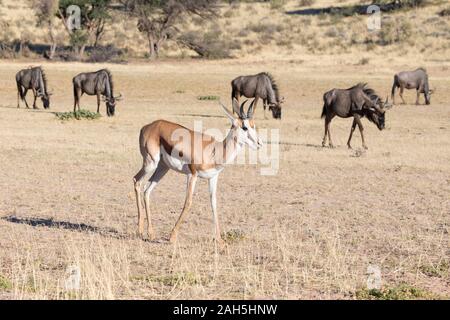 Le springbok (Antidorcas marsupialis solitaire) marcher avec troupeau de gnous bleus dans la rivière Auob, Kgalagadi Transfrontier Park, Northern Cape, South Afr Banque D'Images