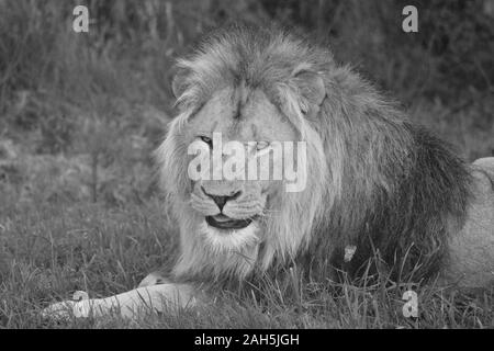 Lion mâle à Longleat Safari Park, WARMINSTER, Wiltshire, Angleterre, Royaume-Uni. Photographie noir et blanc Banque D'Images