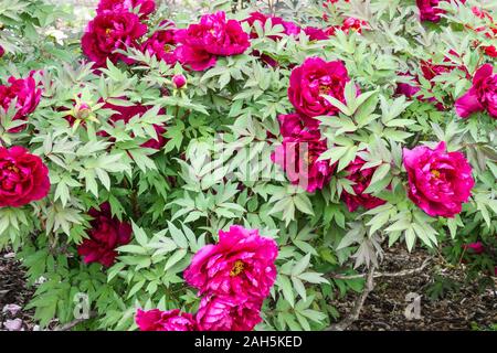 Pivoine d'arbre japonais Paeonia x suffruticosa Shimadaijin aka 'Ministre de l'île' pivoines d'arbre de Paeonia Banque D'Images