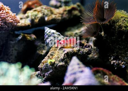 Poisson rouge rubis - Synchiropus sycorax dragonet Banque D'Images