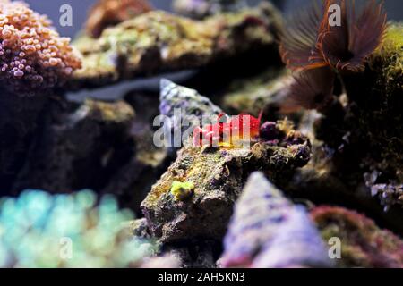 Poisson rouge rubis - Synchiropus sycorax dragonet Banque D'Images