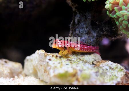 Poisson rouge rubis - Synchiropus sycorax dragonet Banque D'Images
