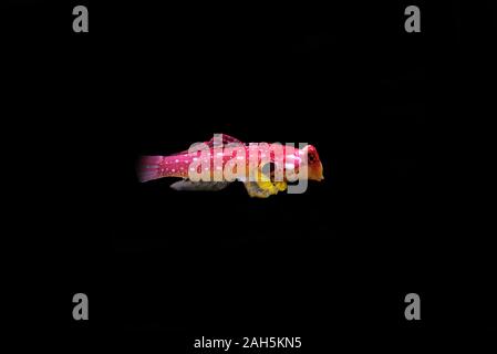 Poisson rouge rubis - Synchiropus sycorax dragonet Banque D'Images