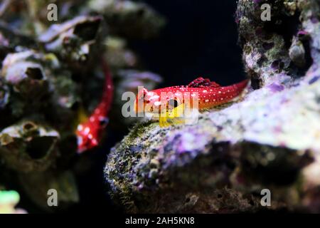 Poisson rouge rubis - Synchiropus sycorax dragonet Banque D'Images
