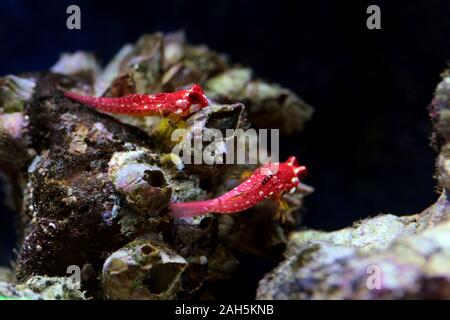 Poisson rouge rubis - Synchiropus sycorax dragonet Banque D'Images