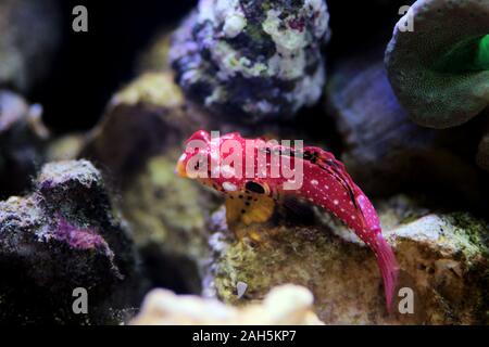 Poisson rouge rubis - Synchiropus sycorax dragonet Banque D'Images