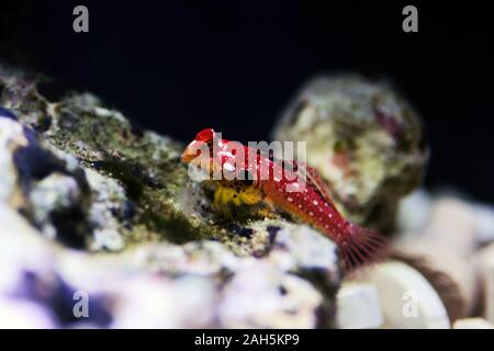 Poisson rouge rubis - Synchiropus sycorax dragonet Banque D'Images